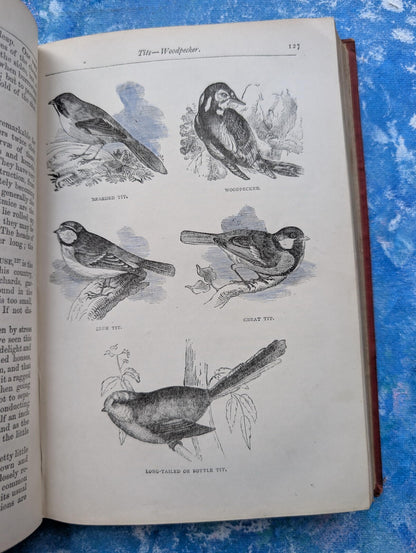 The Parlour Menagerie - Descriptive & Anecdotal 3rd Edition - 1881, John Hogg