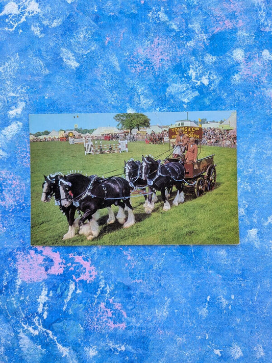 Vintage Shire Horse Postcard - In The Show Ring 6-13-58-42 - J. Salmon Ltd