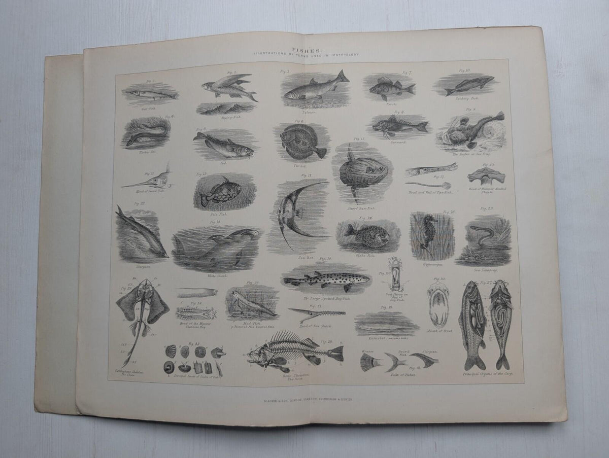 Ogilvie's Imperial Dictionary of The English Language Div. 7 - 1880's Approx