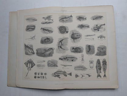 Ogilvie's Imperial Dictionary of The English Language Div. 7 - 1880's Approx