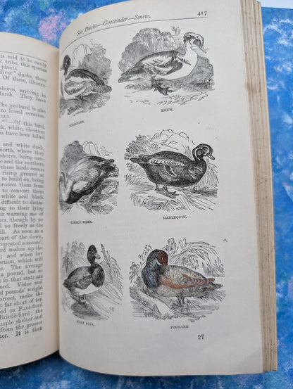 The Parlour Menagerie - Descriptive & Anecdotal 3rd Edition - 1881, John Hogg