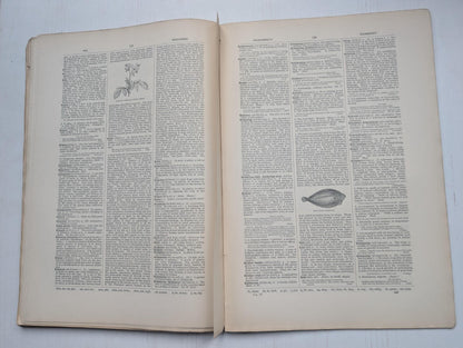 Ogilvie's Imperial Dictionary of The English Language Div. 14 - 1880's Approx